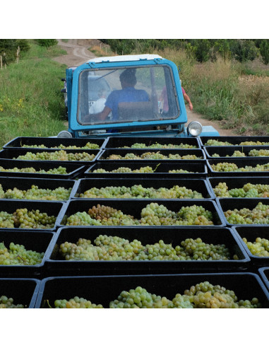 Scopri i vini TUSHPA