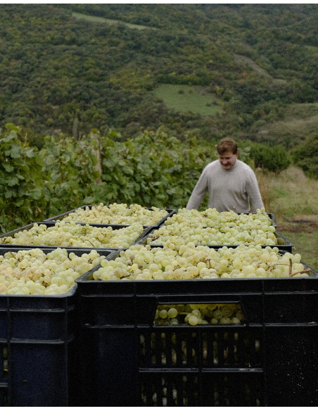 Scopri i vini TUSHPA