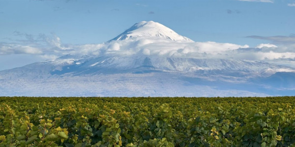 The history of the Viticulture in Armenia