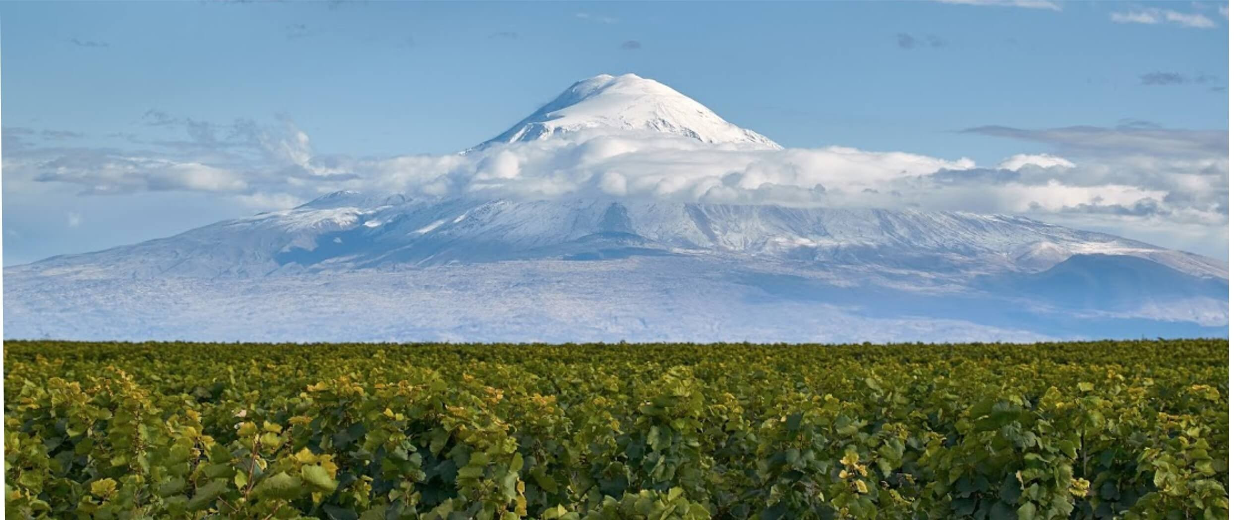 The history of the Viticulture in Armenia